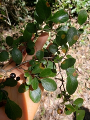 Vaccinium arboreum