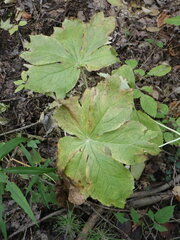 Podophyllum peltatum
