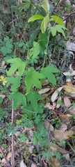 Passiflora subpeltata