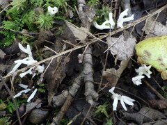 Clavulina rugosa