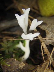 Clavulina rugosa