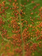 Synchytrium australe