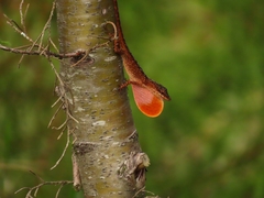 Anolis mariarum