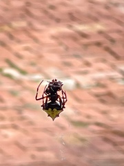 Verrucosa