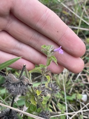 Clinopodium vulgare
