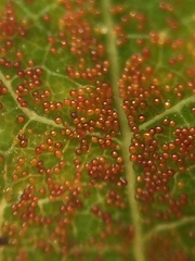 Synchytrium australe