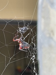 Verrucosa