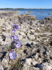 Campanula rotundifolia