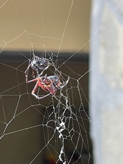 Verrucosa