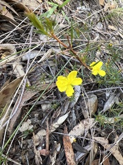 Hibbertia acicularis