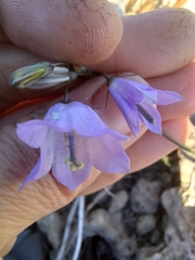 Campanula rotundifolia
