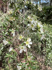 Leptospermum polygalifolium