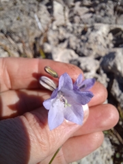 Campanula rotundifolia