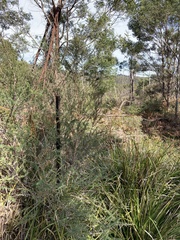 Phaps elegans