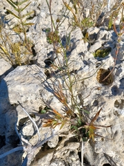 Campanula rotundifolia