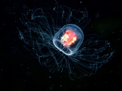 Turritopsis rubra