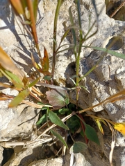 Campanula rotundifolia
