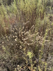 Polypogon monspeliensis