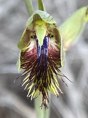Calochilus campestris