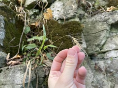 Elymus villosus