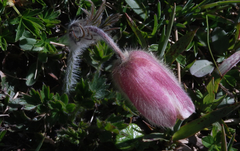 Pulsatilla vernalis