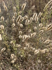 Polypogon monspeliensis