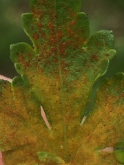 Synchytrium australe