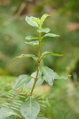 Coprosma hirtella