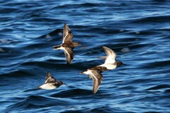Calidris maritima