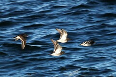 Calidris maritima