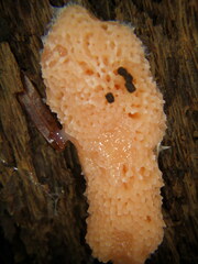 Tubifera