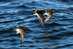 Calidris maritima