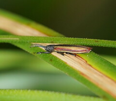 Eurispa vittata