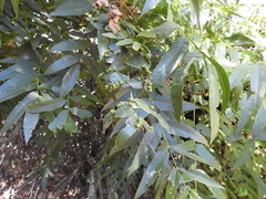 Juglans hindsii