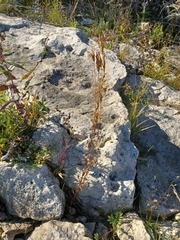 Gentianopsis crinita