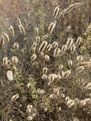 Polypogon monspeliensis