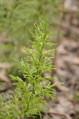 Lycopodium deuterodensum