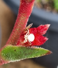 Zygometis xanthogaster