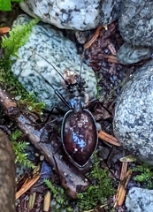 Scaphinotus angusticollis