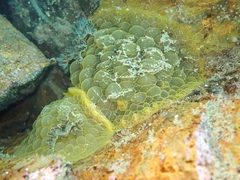 Doris wellingtonensis