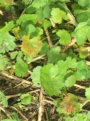 Synchytrium australe