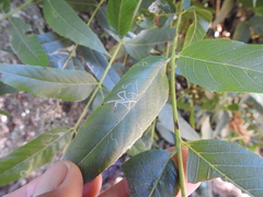 Stigmella longisacca