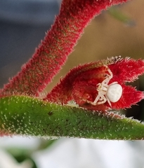 Zygometis xanthogaster