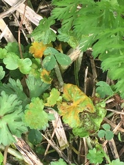 Synchytrium australe