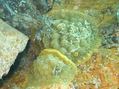 Doris wellingtonensis