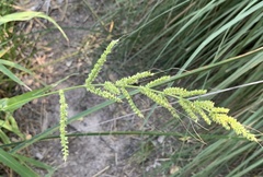 Echinochloa