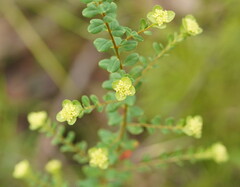 Pimelea flava flava