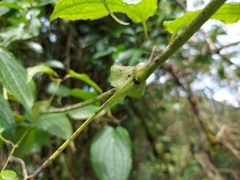 Clematis connata