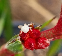 Zygometis xanthogaster