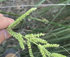Echinochloa